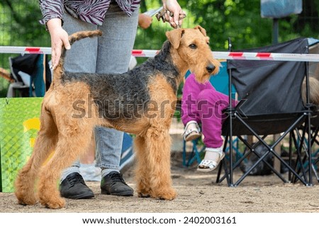 Airedale terrier dog at a dog show. Royalty-Free Stock Photo #2402003161