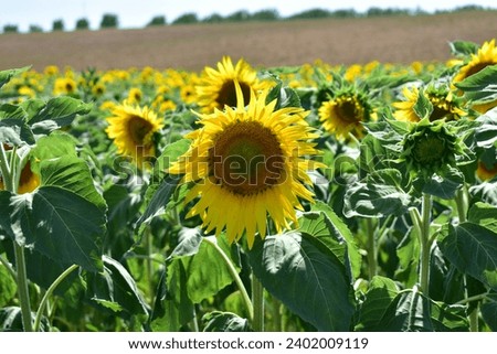 The picture showcases a centered sunflower as the central focus in a sunflower field