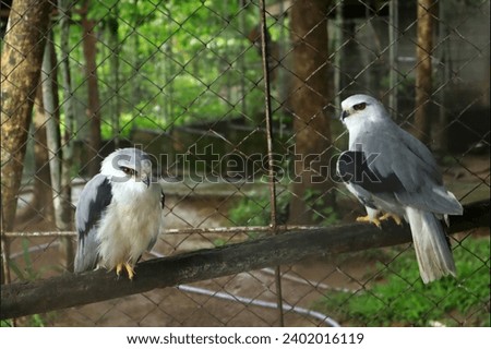 Photo of a pair of black winged kites. This photo is suitable for websites and also for flora and fauna catalogs and also home wall decorations. flora and fauna photography
