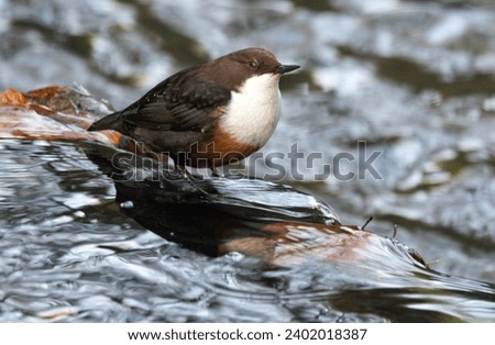 The Dipper is a bird of uplands and moorland streams. They require clean oxygen rich water to find their invertebrate prey. They often move to coastal areas in winter. Royalty-Free Stock Photo #2402018387