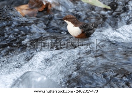 The Dipper is a bird of uplands and moorland streams. They require clean oxygen rich water to find their invertebrate prey. They often move to coastal areas in winter. Royalty-Free Stock Photo #2402019493