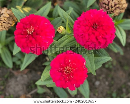 Red colour yellow pink white flowers with leaves  blue sky and clouds  for green screen background  wallpapers beautiful design HD  No logo  No human  happy new year 2024 