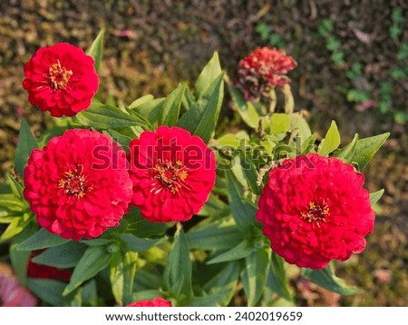 Red colour yellow pink white flowers with leaves  blue sky and clouds  for green screen background  wallpapers beautiful design HD  No logo  No human  happy new year 2024 