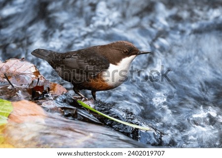 The Dipper is a bird of uplands and moorland streams. They require clean oxygen rich water to find their invertebrate prey. They often move to coastal areas in winter. Royalty-Free Stock Photo #2402019707