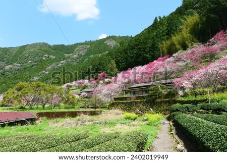 Kuki Area Peach Flower Spot.Niyodogawa,Kochi,Japan.Late March. Royalty-Free Stock Photo #2402019949