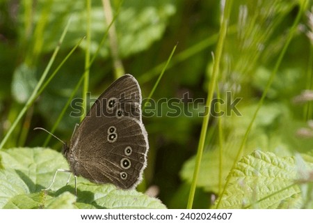 speckled wood butterfly (Pararge aegeria) perched on a leaf Royalty-Free Stock Photo #2402024607
