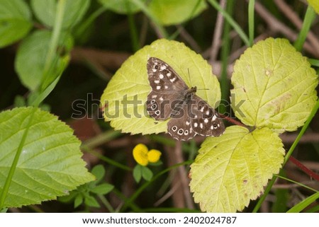 speckled wood butterfly (Pararge aegeria) perched on a leaf Royalty-Free Stock Photo #2402024787