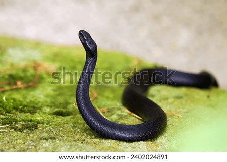 Vipera berus, also known as the common European adder and the common European viper, a dark melanic male with a raised front part of the body. Beautiful black viper. Royalty-Free Stock Photo #2402024891