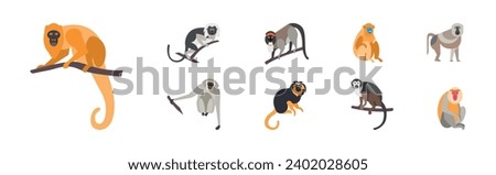 Different Monkey and Ape Animal Zoo Species Vector Set
