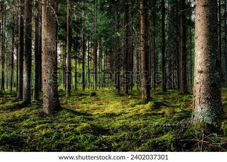 Stunning Image of Towering, Verdant Trees in a Forest Royalty-Free Stock Photo #2402037301