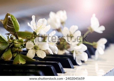 Cherry branch with white flowers on piano keys