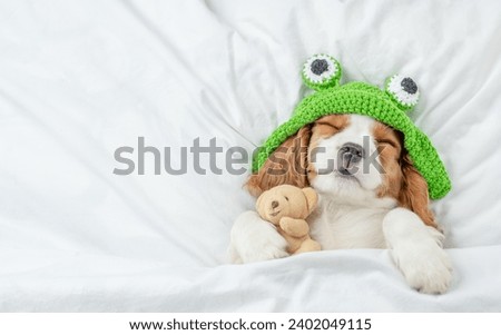 Cozy Cavalier King Charles Spaniel puppy wearing funny hat sleeps on a bed at home and hugs toy bear. Top down view. Empty space for text Royalty-Free Stock Photo #2402049115