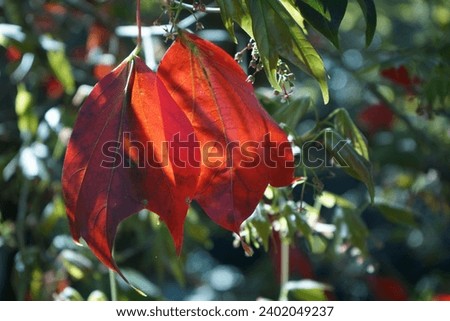 

Picture of beautiful maple leaves
