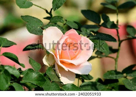 Close up Beautiful Apricot Rose. Golap Ful