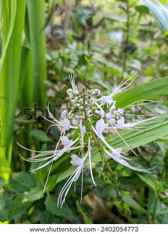 cat's whisker flowers are very rare