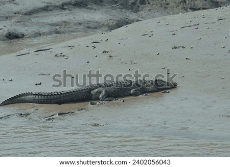 a saltwater crocodile (Crocodylus porosus) basking in sun on muddy  riverbank of Sundarbans, largest mangrove forest in world. Part of Sundarbans Biosphere reserve, it has unique halophytic landscape. Royalty-Free Stock Photo #2402056043