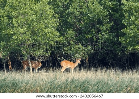 Sundarbans biosphere reserve: a cheetal (spotted dear) basking in sun, standing amidst dry grasslands and thick canopy of sundari trees (heritiera fomes) that create world's largest mangrove forest. Royalty-Free Stock Photo #2402056467