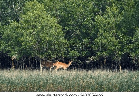 Sundarbans biosphere reserve: a cheetal (spotted dear) basking in sun, standing amidst dry grasslands and thick canopy of sundari trees (heritiera fomes) that create world's largest mangrove forest.