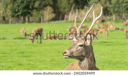 Portrait of Young european red deer Cervus elaphus in the autumn landscape Royalty-Free Stock Photo #2402059499