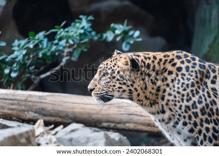 Cheetah in the zoo is eating