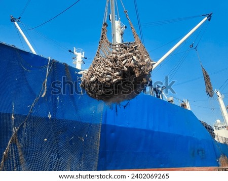Transshipment mixed frozen Yellowfin and Skipjack tuna hang in large net, During loading and unloading from blue ship hatch to factory in port area and import, export and transport cargo concept Royalty-Free Stock Photo #2402069265