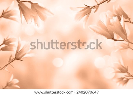 Beautiful beige magnolia blossoms in the spring. Spring seasonal background. Demonstrating color of 2024 year - peach.