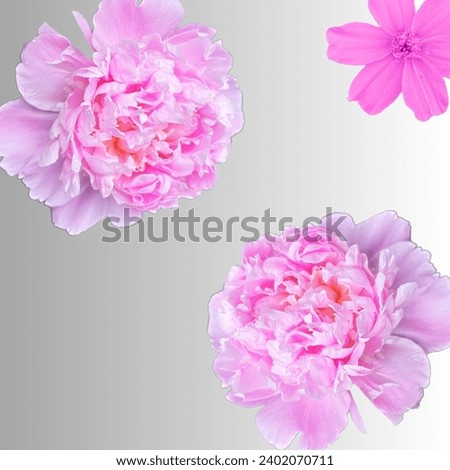 Pink peonies and rose pink 