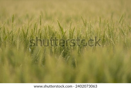 ears of wheat swaying in the wind