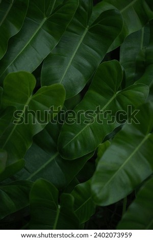 Nature of green leaf in garden at summer. Natural green leaves plants using as spring background cover page environment ecology or greenery wallpaper. High quality photo