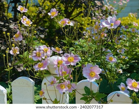 The graceful pink flowers of the "Japanese anemone" stretch towards the sun. Delicate flowers resemble small stars against a background of green folia