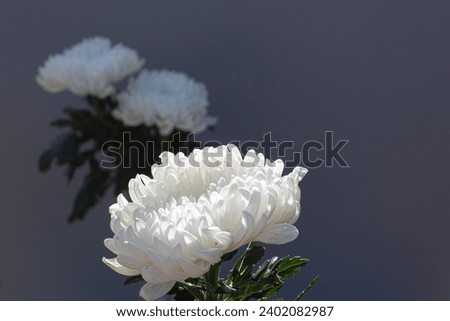 white chrysanthemum on gray background