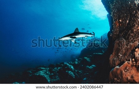 Blacktip reef ocean shark swimming in tropical underwaters. Sharks in underwater world. Observation of animal world. Scuba diving adventure in Pacific Ocean, coast of Galapagos