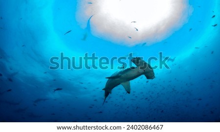 Hammerhead shark (Sphyrnidae) swimming in tropical underwaters. Hammer shark in underwater world. Observation of wildlife ocean. Scuba diving adventure in Ecuador coast of Galapagos