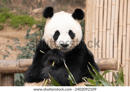Happy Fluffy Giant Panda , Ai Bao, South Korea Royalty-Free Stock Photo #2402092109