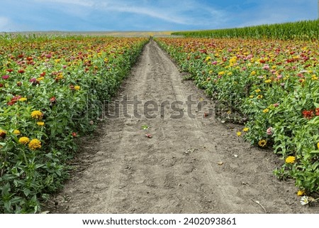 A wider dirt road running to the horizon between two fully bloomed wild flower fields on a farm in Iowa on a clear blue day.