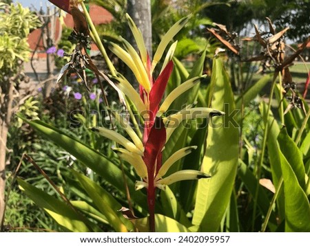 Bright red and yellow color heliconia, also known as lobster-claws flower in the city park