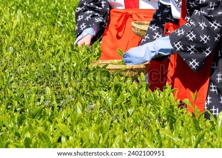 Scenery of the tea plantation in Obuchi Sasaba, Fuji City, Shizuoka Prefecture Royalty-Free Stock Photo #2402100951
