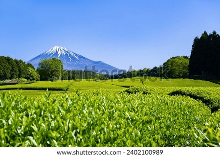 Scenery of the tea plantation in Obuchi Sasaba, Fuji City, Shizuoka Prefecture Royalty-Free Stock Photo #2402100989