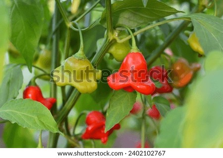 Hot red pepper belonging to the species Capsicum baccatum, whose fruits are shaped like a bell. Royalty-Free Stock Photo #2402102767
