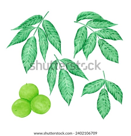 Hand drawn watercolor green walnut branch isolated on white background. Can be used for card, label, banner and other printed products