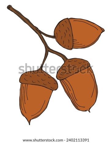 Outline illustration vector image of an acorn.
Hand drawn artwork of an oak nut.
Simple cute original logo.
Hand drawn vector illustration for posters, cards, t-shirts.