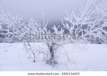 Beautiful view of tree covered with snow on winter day