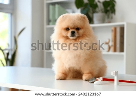 Adorable Pomeranian dog sitting on white table with grooming brush and toothbrushes in vet clinic Royalty-Free Stock Photo #2402123167