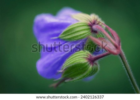Beautiful detail of a purple flower in autumn with a blurred background

