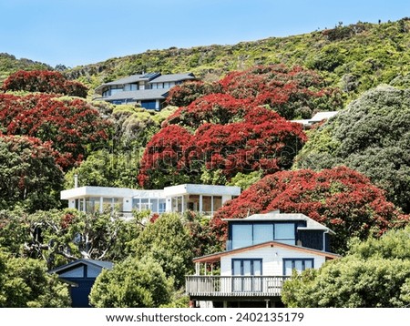 Holiday homes at Piha beach with Pohutukawa Christmas trees. Southern Hemisphere Xmas.