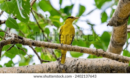 Black-naped Oriole perched on tree