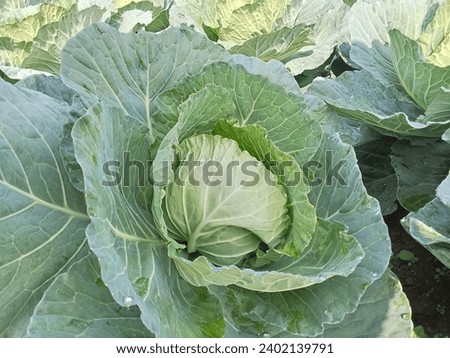 Here, I have given some picture of real cabbages those are very much fresh and beautiful.
#cabbages #fresh cabbage 