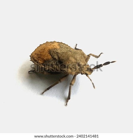 Photo of The brown marmorated stink bug (Halyomorpha halys) with white background