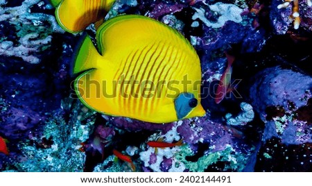 Yellow fish swimming in blue ocean water tropical under water. Scuba diving adventure in Maldives. Fishes in underwater wild animal world. Observation of wildlife Indian ocean. Copy text space