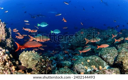 School red fish swimming in blue ocean water tropical under water. Scuba diving adventure in Maldives. Fishes in underwater wild animal world. Observation of wildlife Indian ocean. Copy space Royalty-Free Stock Photo #2402144493